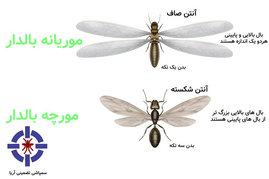 تفاوت موریانه و مورچه بالدار