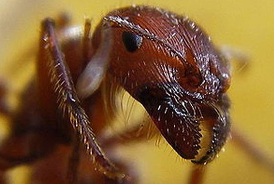 مورچه دروگر ماریکوپا