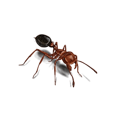 Red_Fire_Ant_White_400x400
